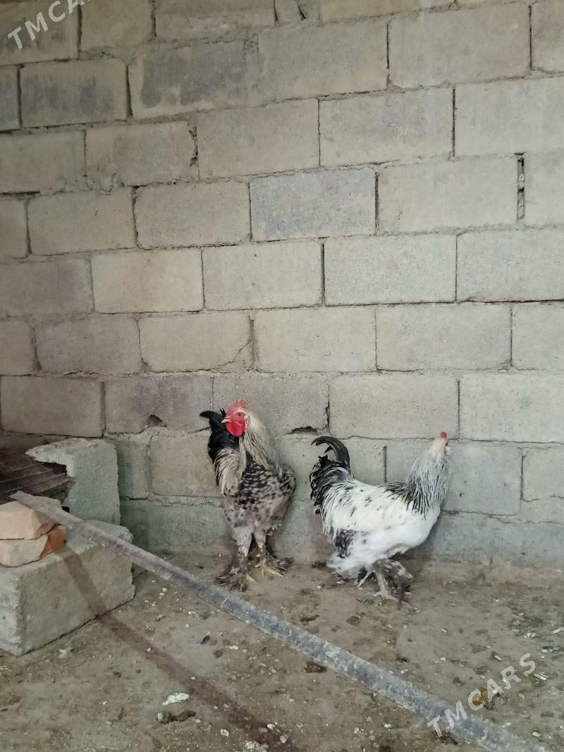 Balgar - Bäherden - img 4