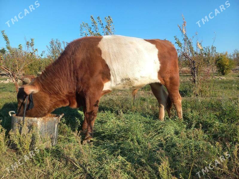 öküz - Aşgabat - img 3