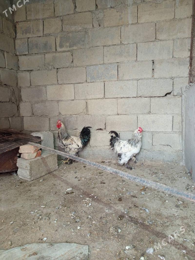 Balgar - Bäherden - img 2