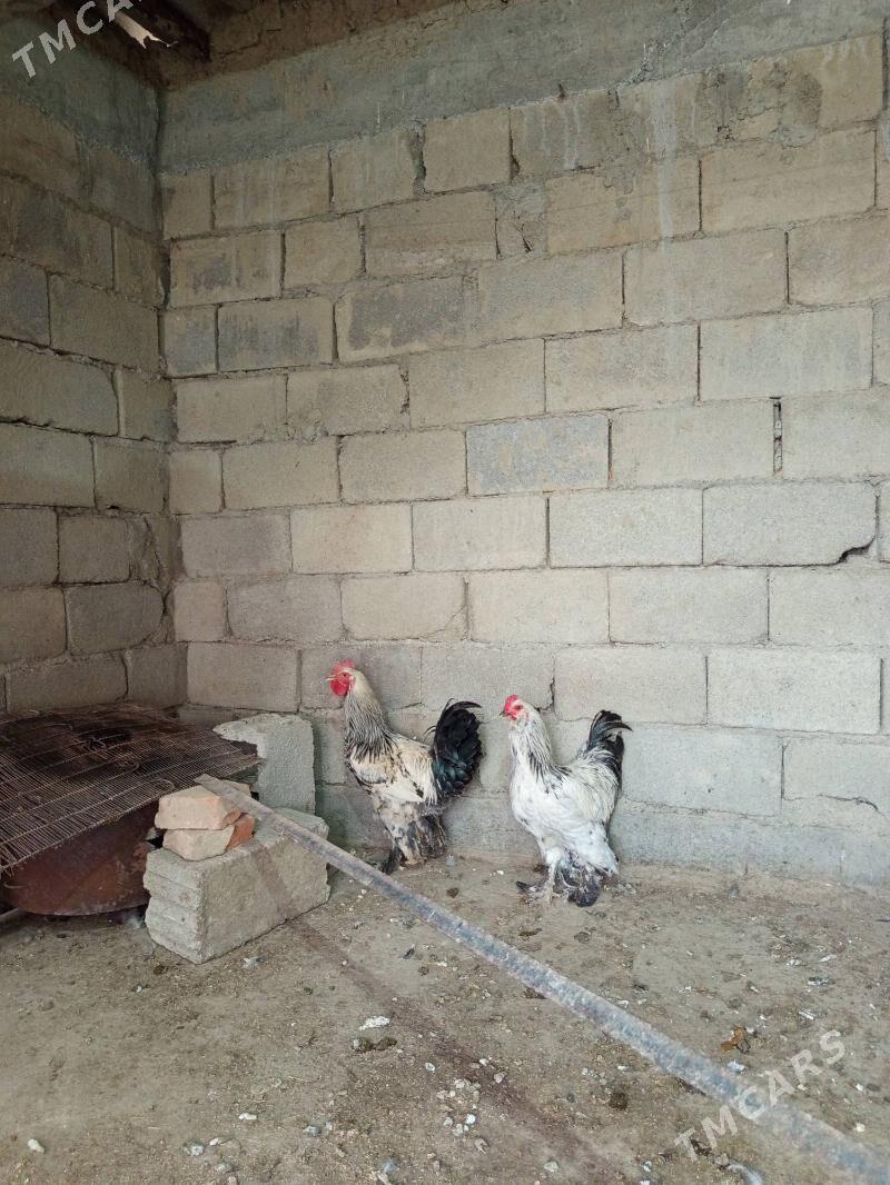 Balgar - Bäherden - img 3