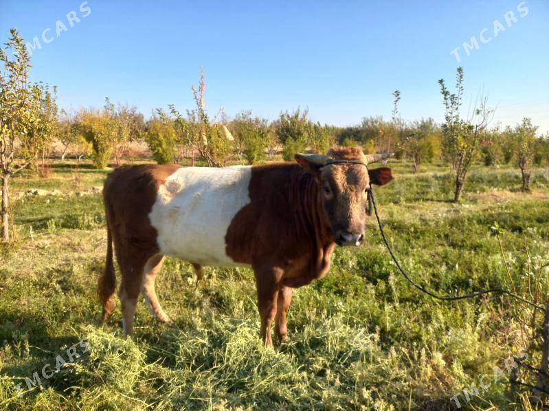 öküz - Aşgabat - img 1