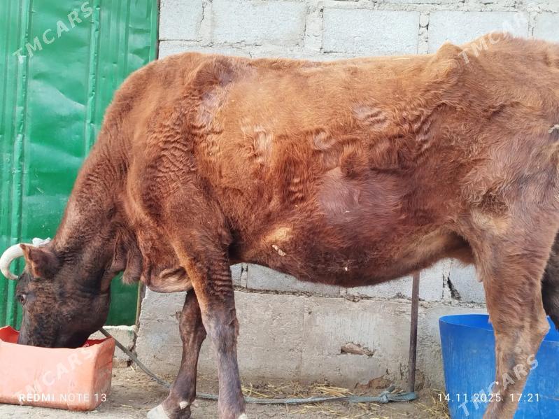 sygyr - Гумдаг - img 3