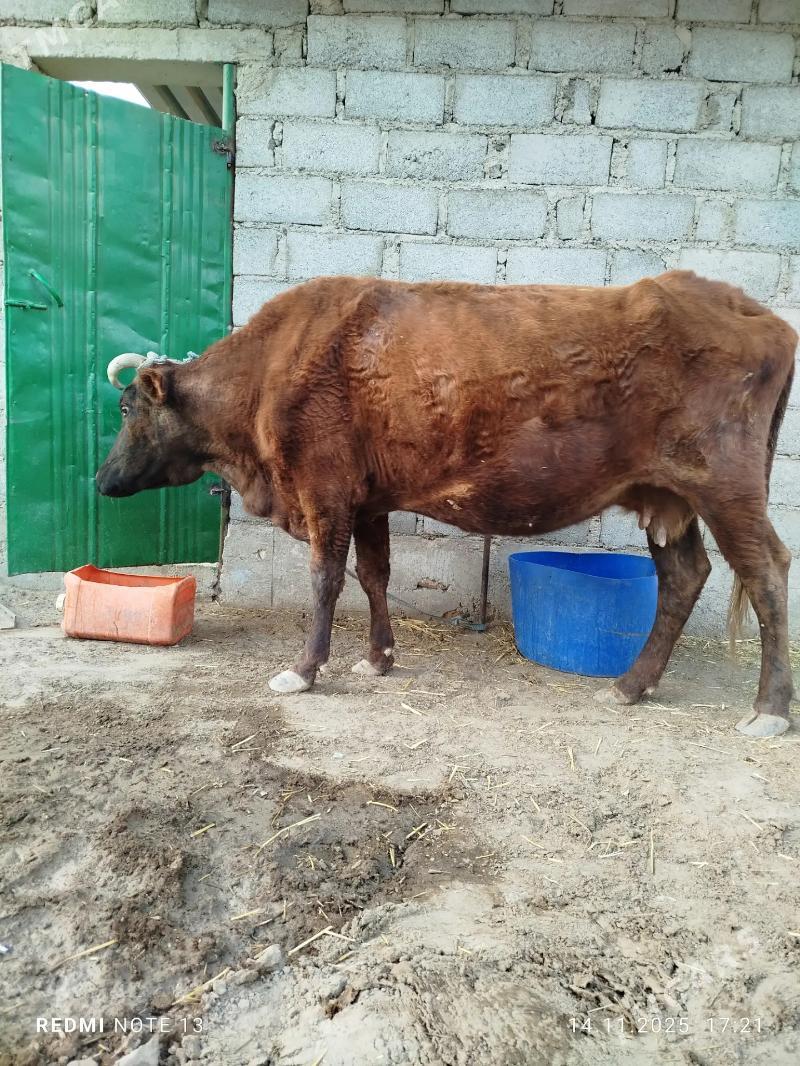 sygyr - Гумдаг - img 2