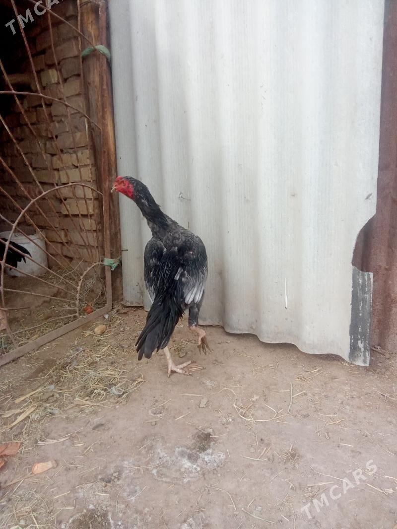 horaz - Sakar - img 4