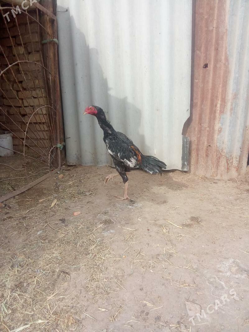 horaz - Sakar - img 6