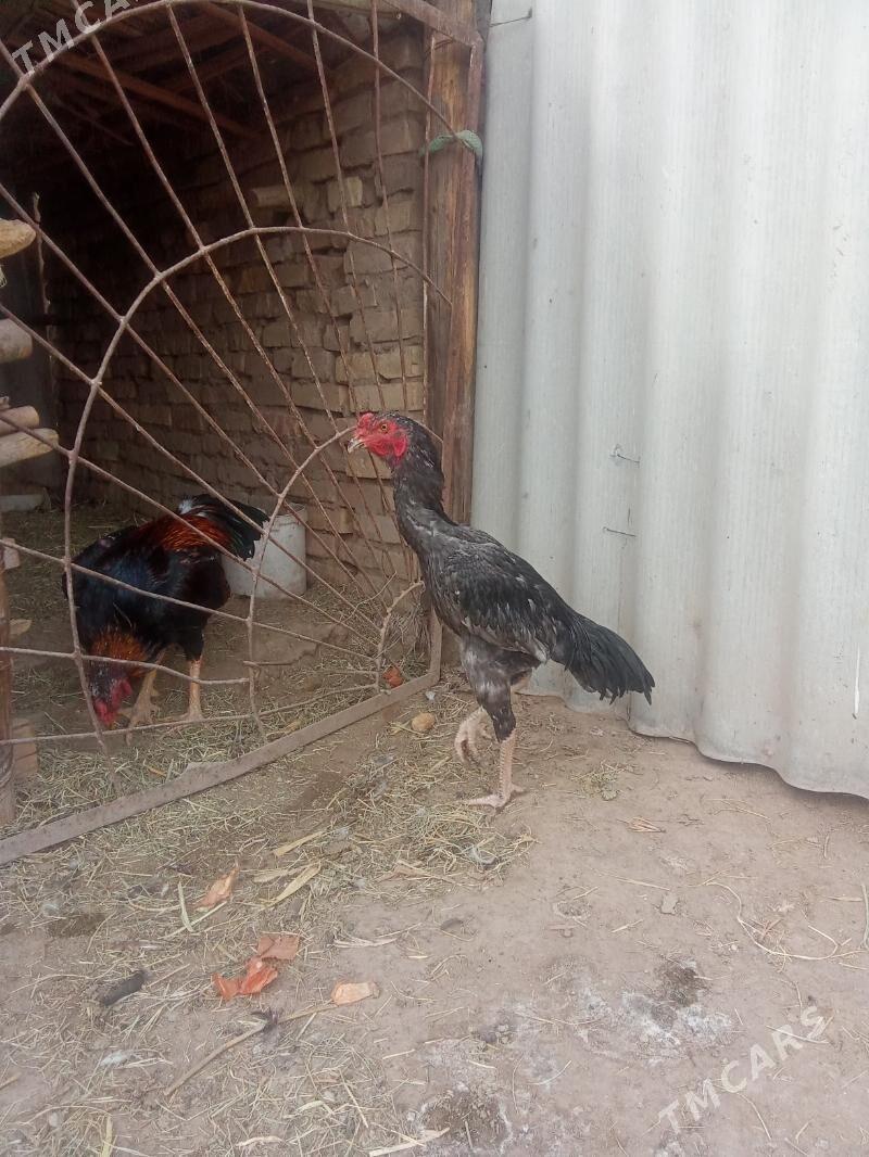 horaz - Sakar - img 3