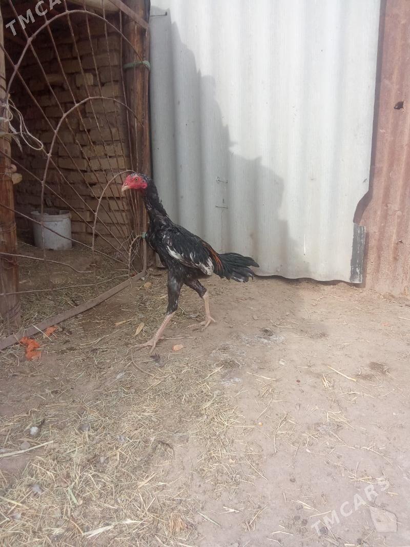 horaz - Sakar - img 5