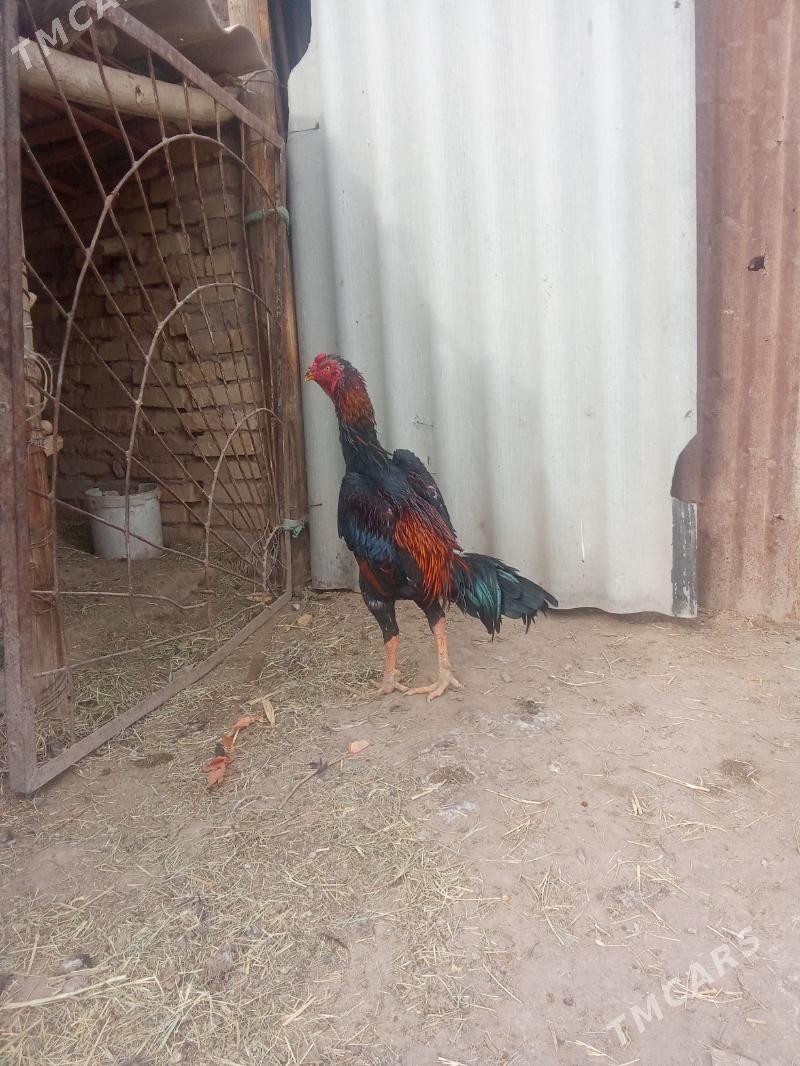 horaz - Sakar - img 2