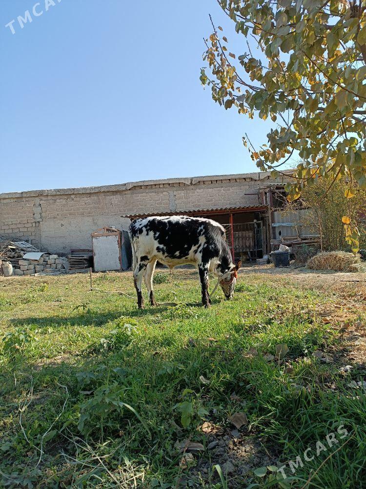 OKUZ - Гёкдепе - img 2