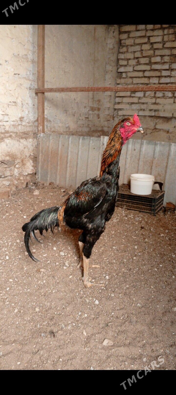 Horaz taskent - Balkanabat - img 3