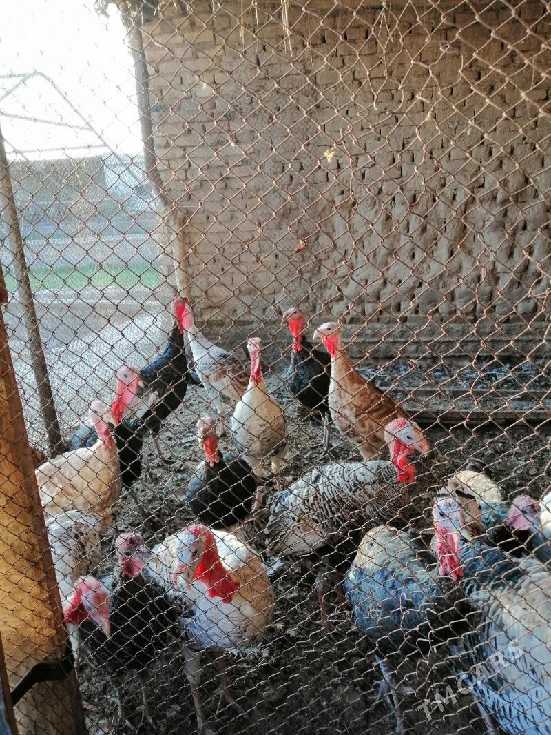 Induklar - Farap - img 4