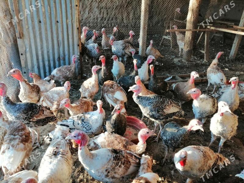 Induklar - Farap - img 2