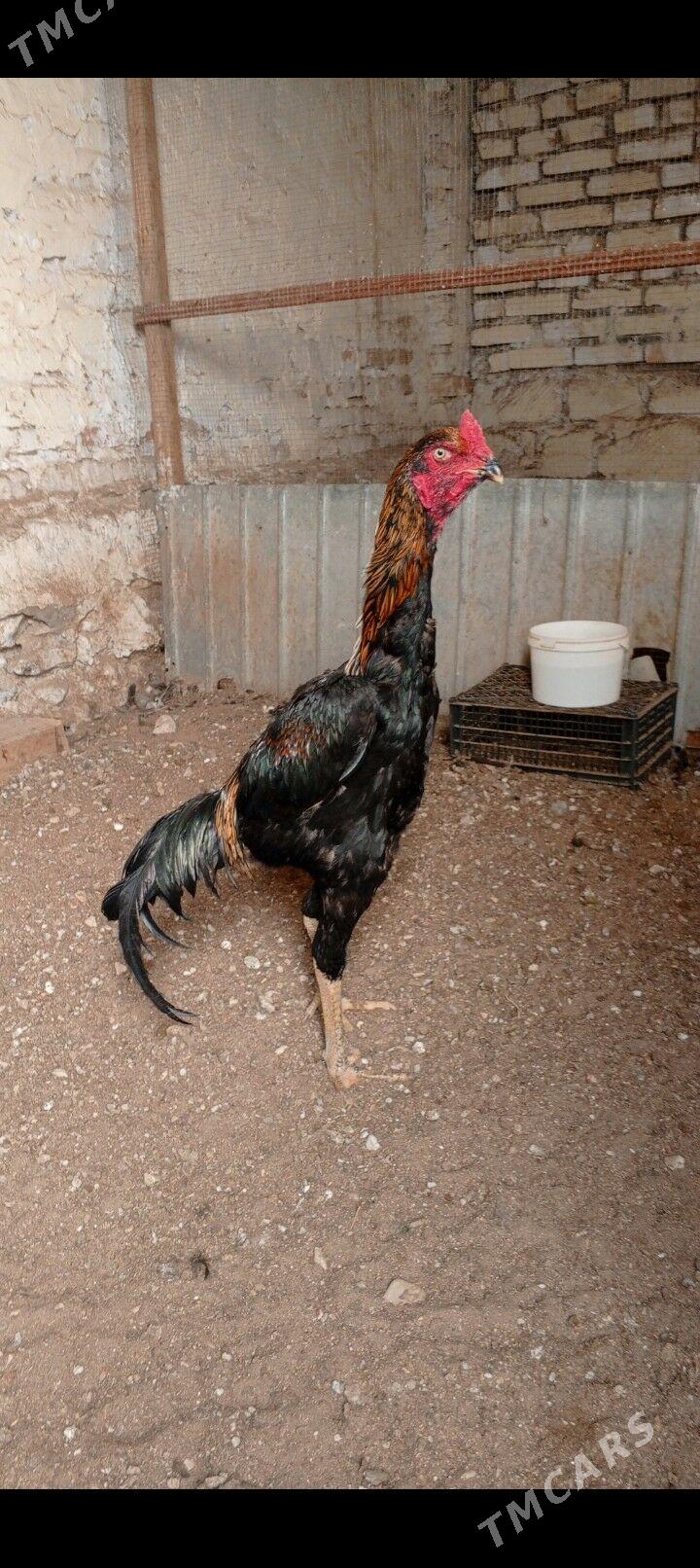 Horaz taskent - Balkanabat - img 2