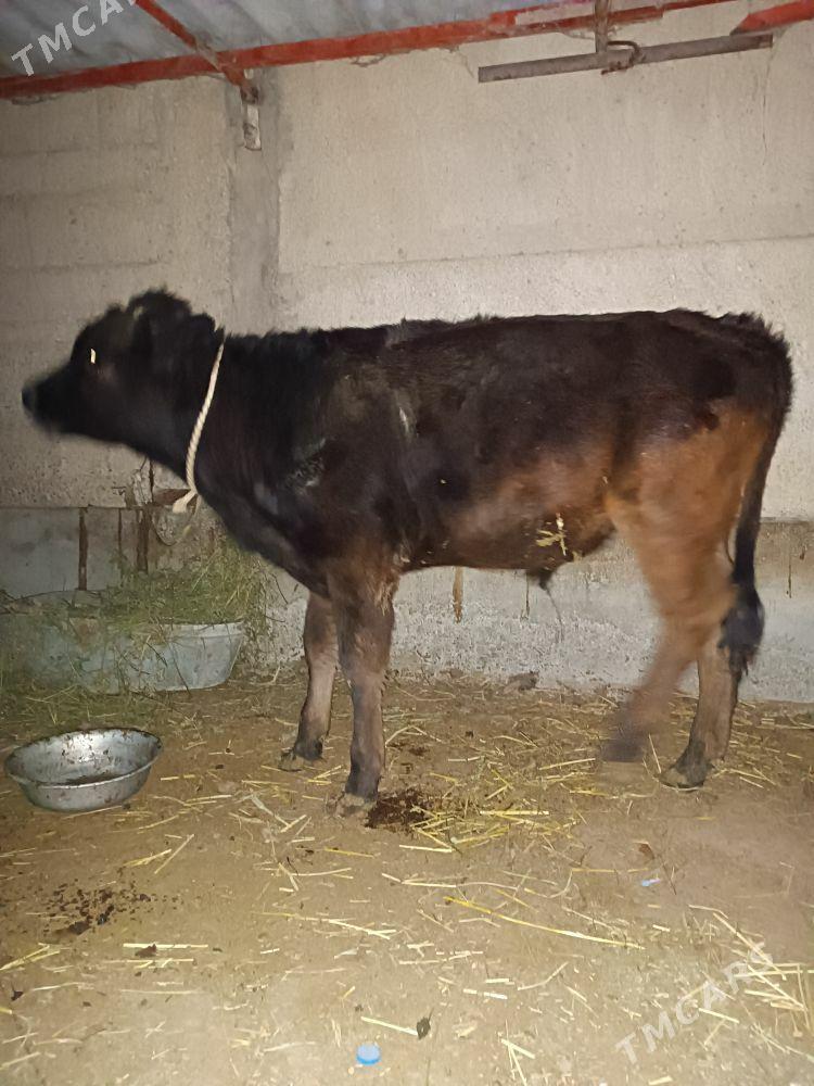 OKUZ - Гёкдепе - img 3