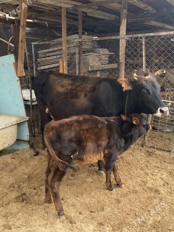 Göleli sygyr - Bedew - img 1