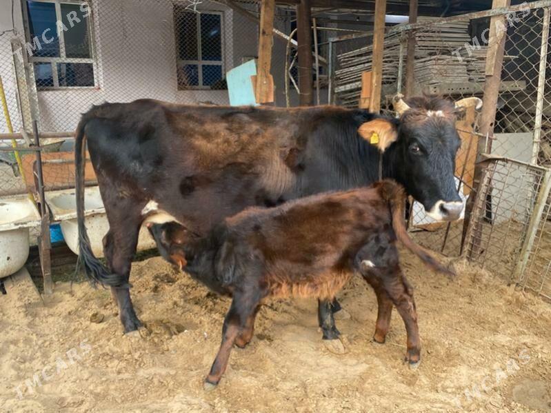 Göleli sygyr - Bedew - img 2