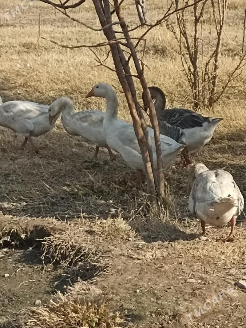 indautkada ordek gaz - Чоганлы - img 3