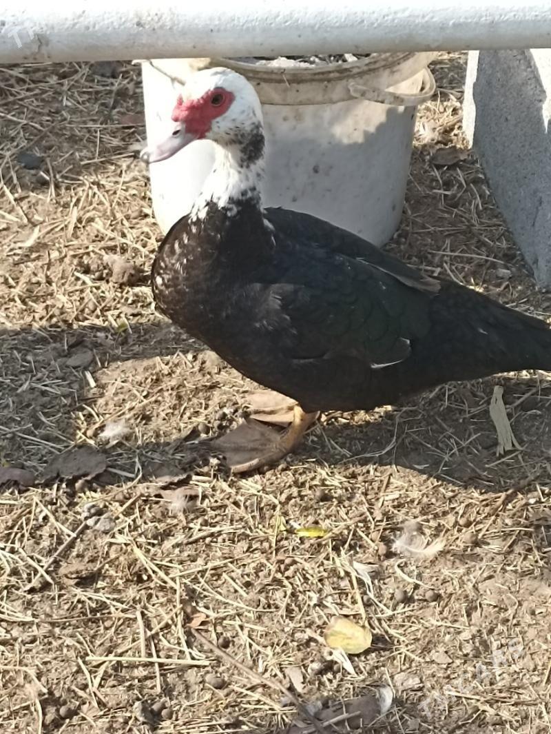 indautkada ordek gaz - Чоганлы - img 2