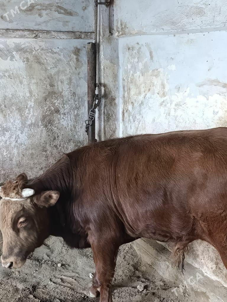 ÖKÜZ - Balkanabat - img 2