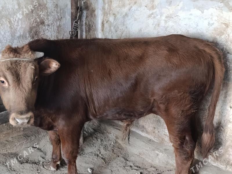 ÖKÜZ - Balkanabat - img 1