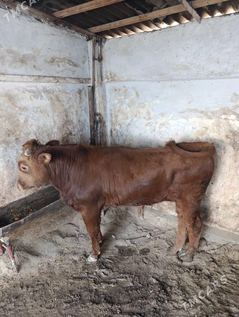 ÖKÜZ - Balkanabat - img 4