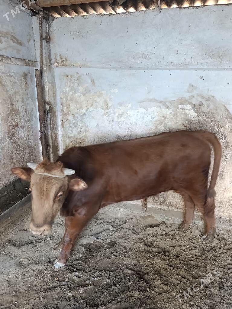 ÖKÜZ - Balkanabat - img 3