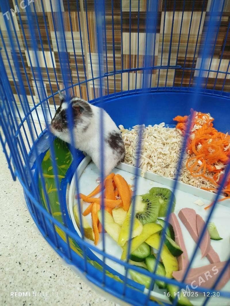 хомяк - Ашхабад - img 2