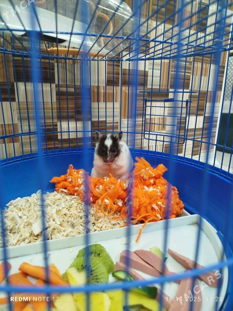 хомяк - Ашхабад - img 3