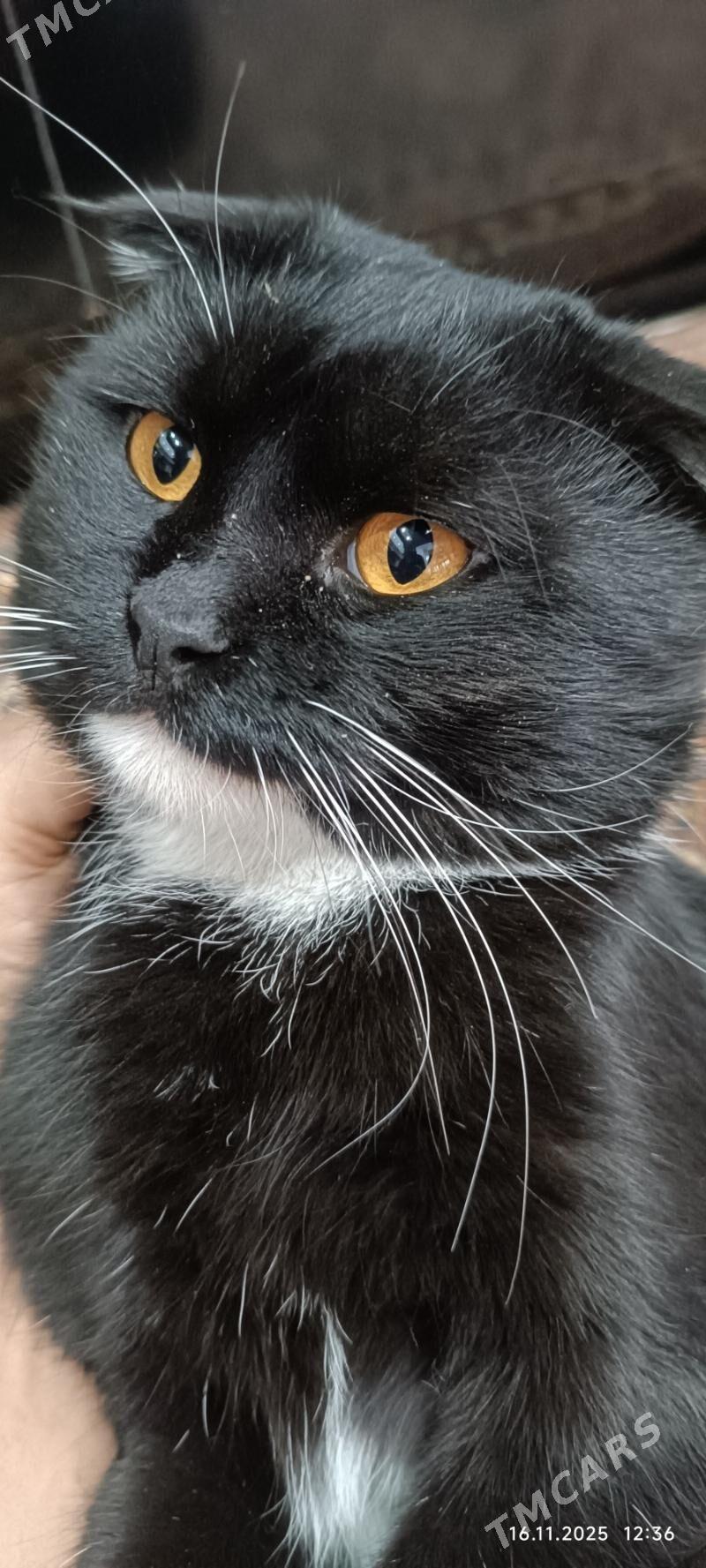 пишик - Türkmenabat - img 2