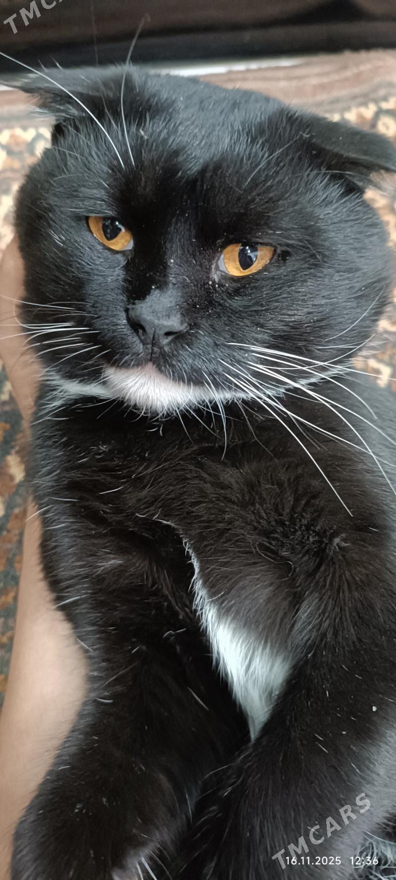 пишик - Türkmenabat - img 4