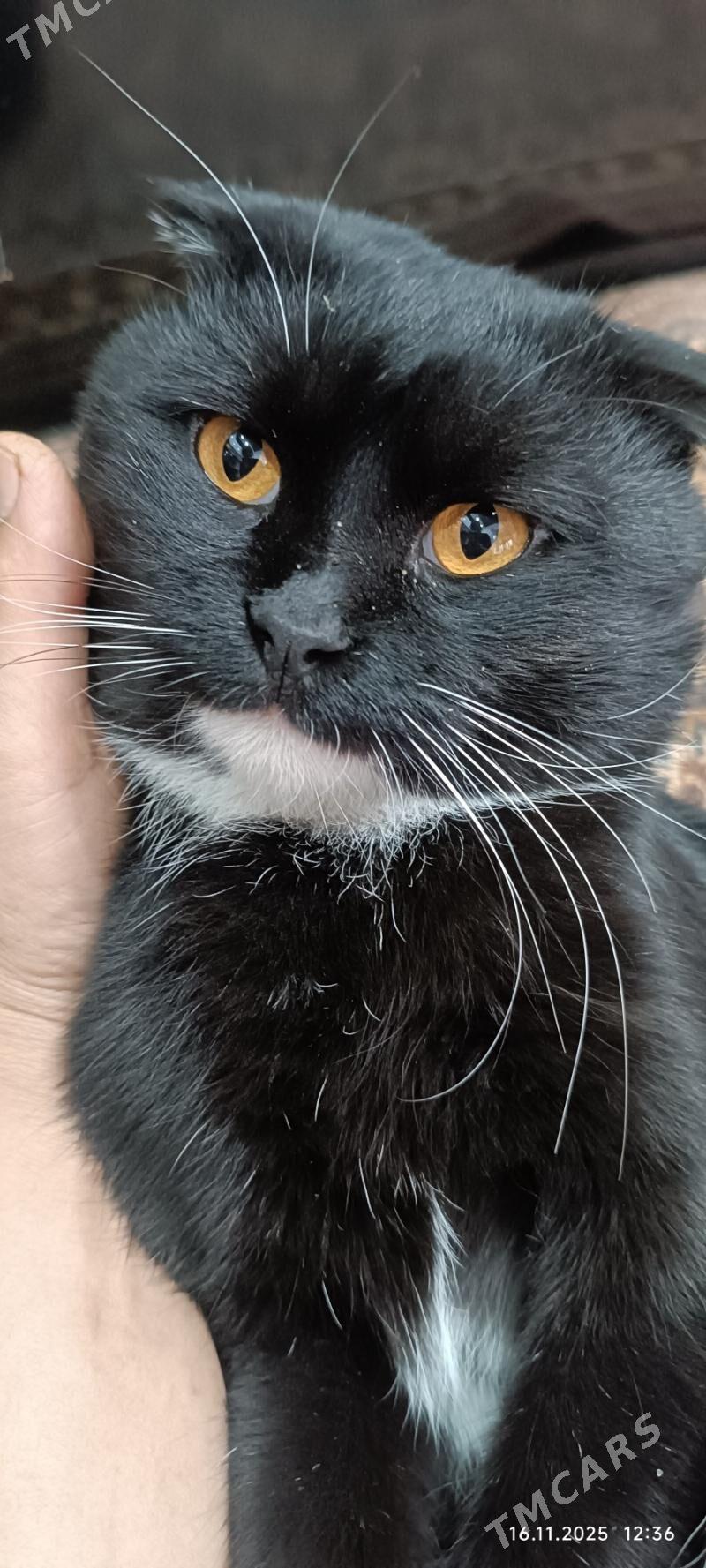 пишик - Türkmenabat - img 3