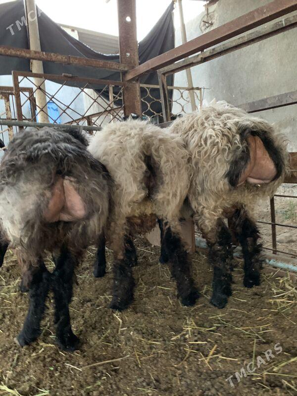 Bakylan tokly - Ашхабад - img 3