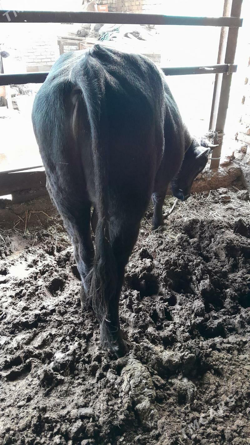 çorny pýostra arassa okuz - Türkmenabat - img 4