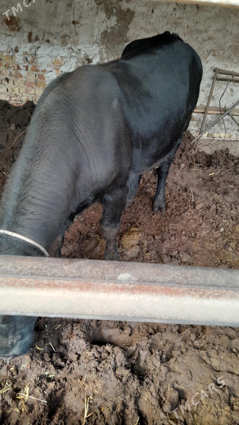 çorny pýostra arassa okuz - Türkmenabat - img 1