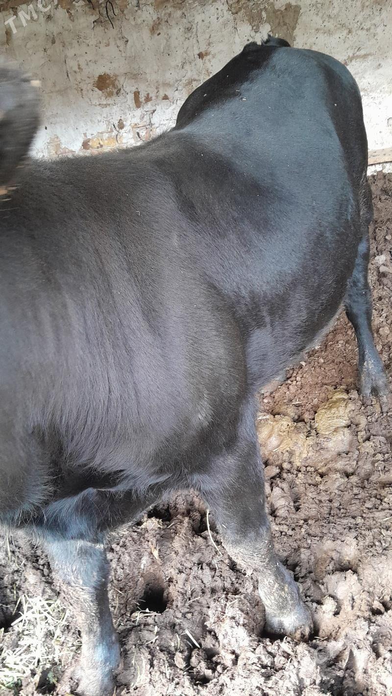 çorny pýostra arassa okuz - Türkmenabat - img 3