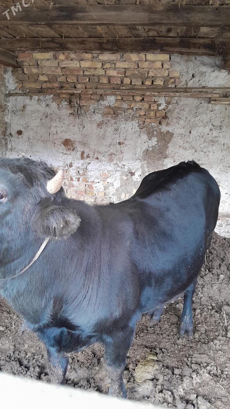 çorny pýostra arassa okuz - Türkmenabat - img 2