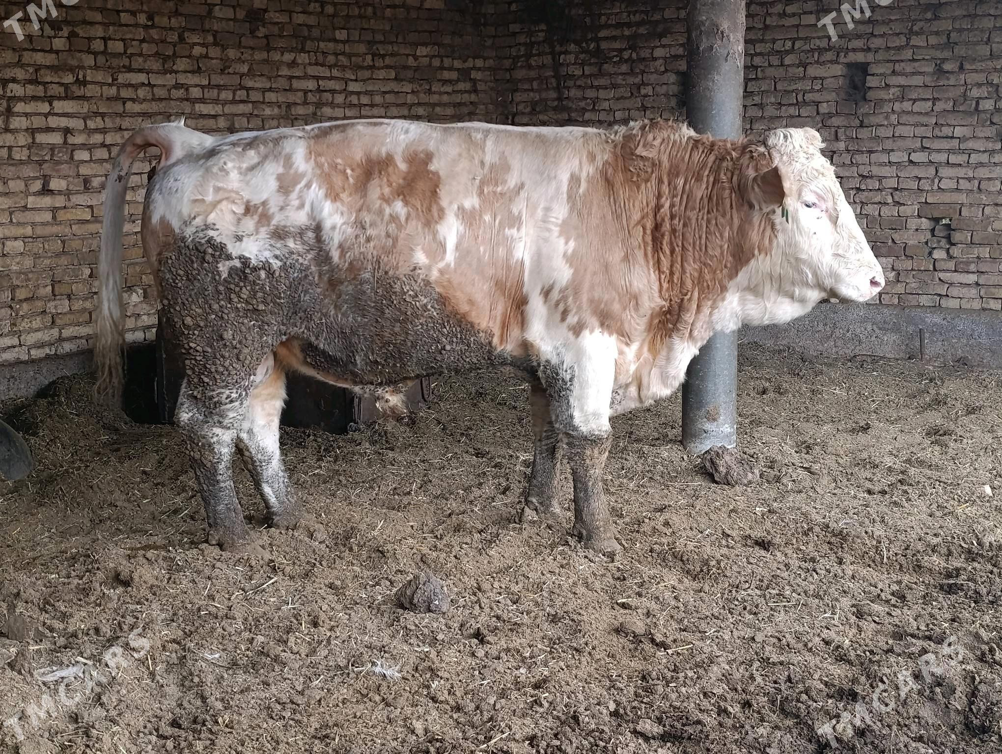 simental öküz - Baýramaly - img 4