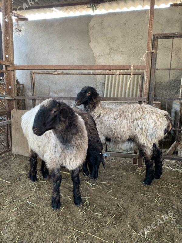 Bakylan tokly - Ашхабад - img 1