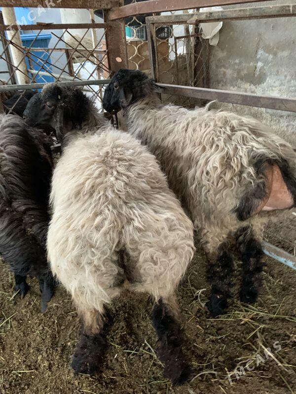 Bakylan tokly - Ашхабад - img 4