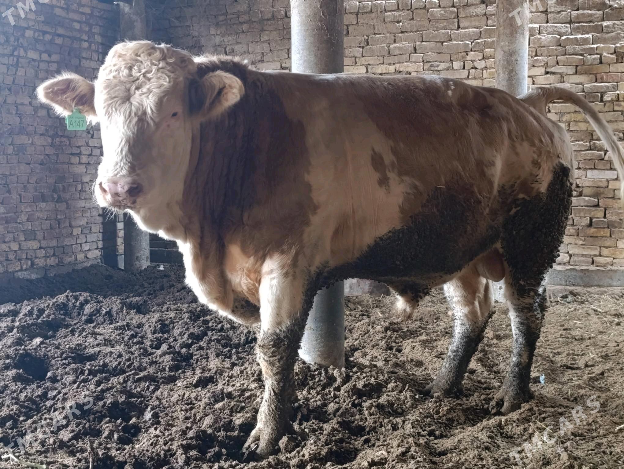 simental öküz - Baýramaly - img 6