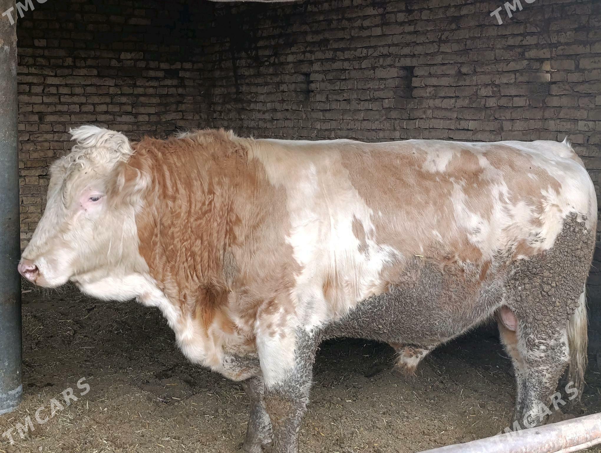 simental öküz - Baýramaly - img 5