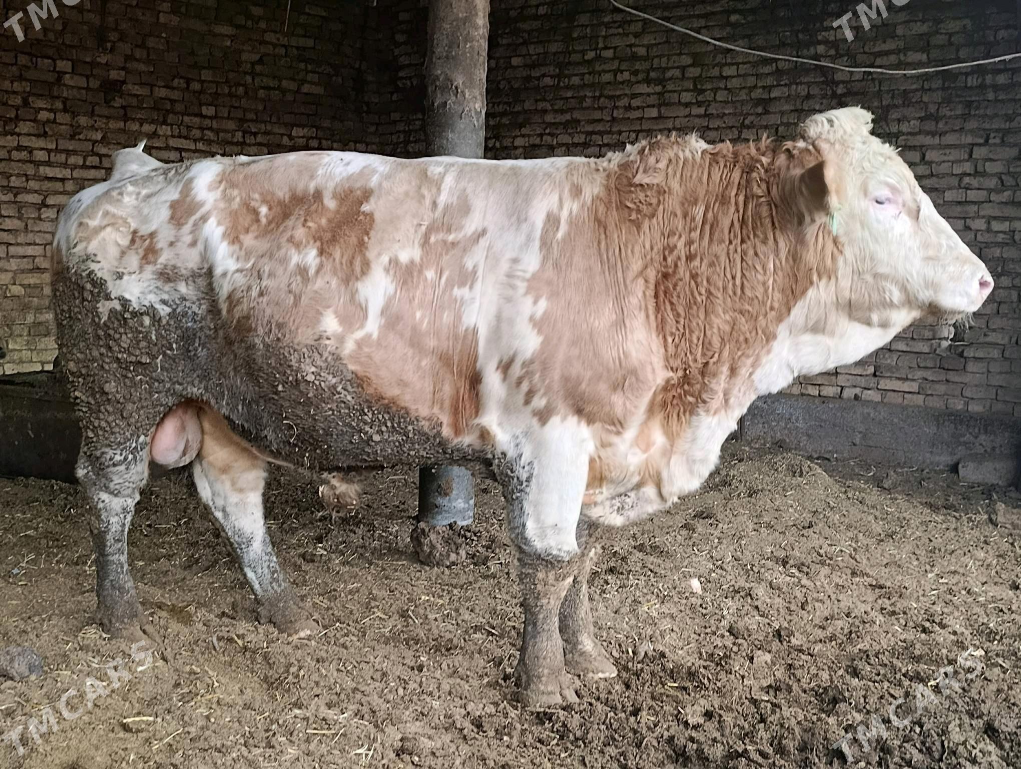 simental öküz - Baýramaly - img 2