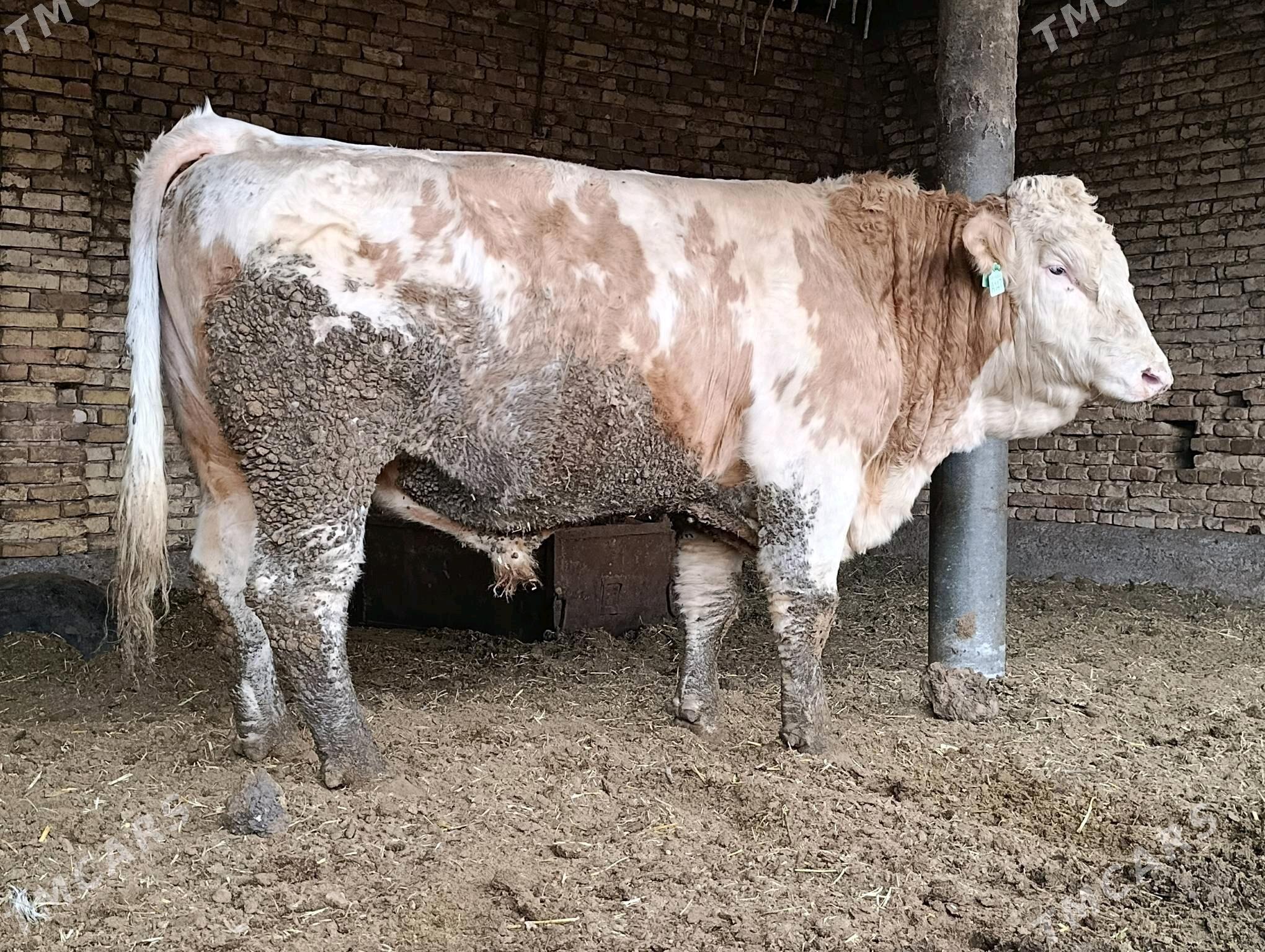 simental öküz - Baýramaly - img 3