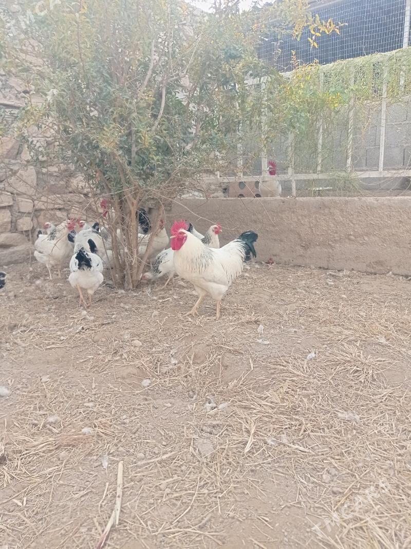 Adler, jüýje, ýumurtga - Balkanabat - img 1