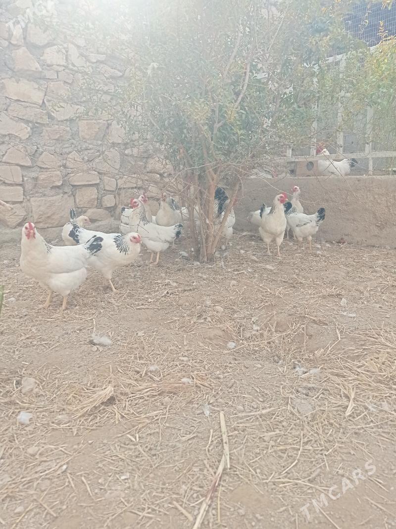 Adler, jüýje, ýumurtga - Balkanabat - img 4