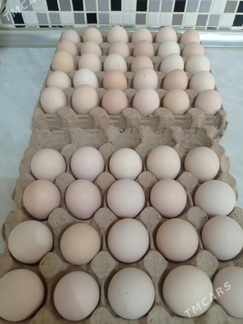 Adler, jüýje, ýumurtga - Balkanabat - img 2