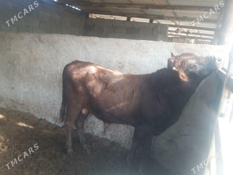 Öküz - Gökje - img 2