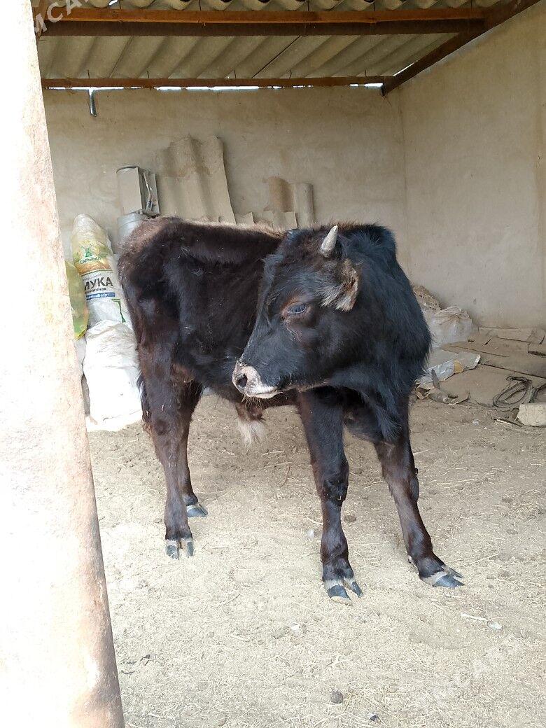 окизче - Esenguly - img 1