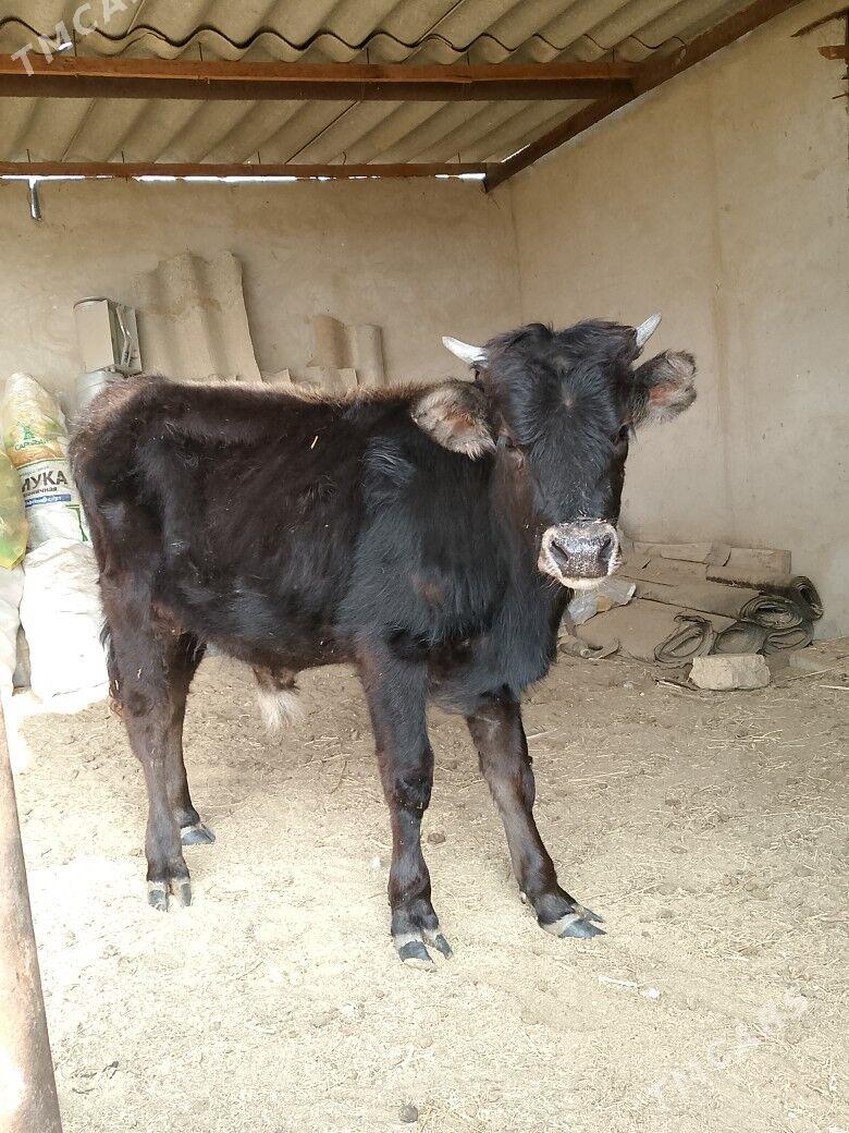 окизче - Esenguly - img 3