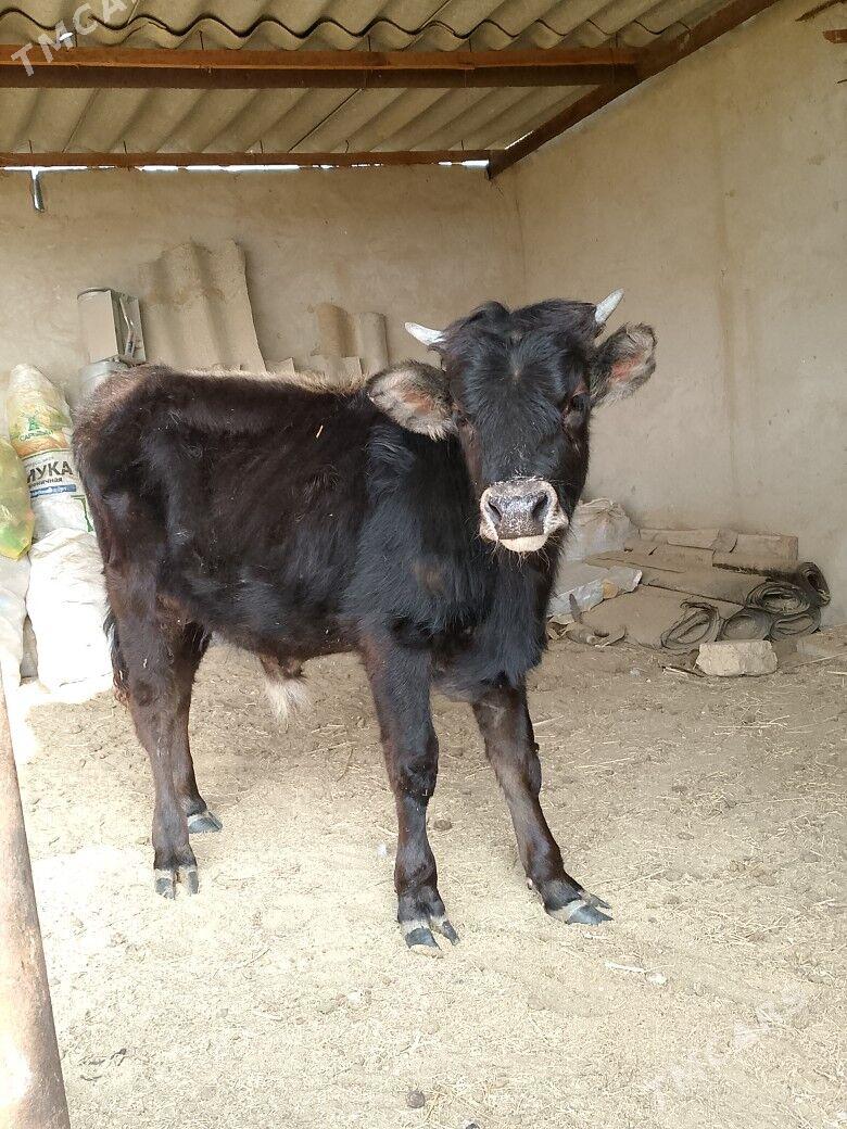 окизче - Esenguly - img 2